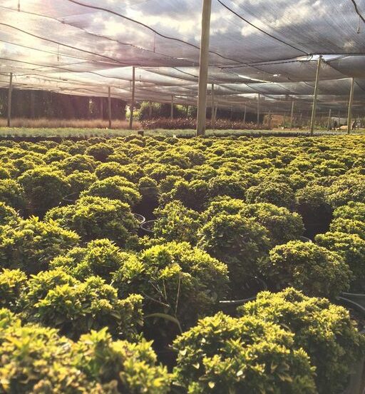 Photo of Andre's garden / growery